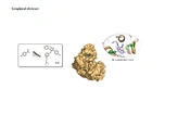 Iran J Pharm Res